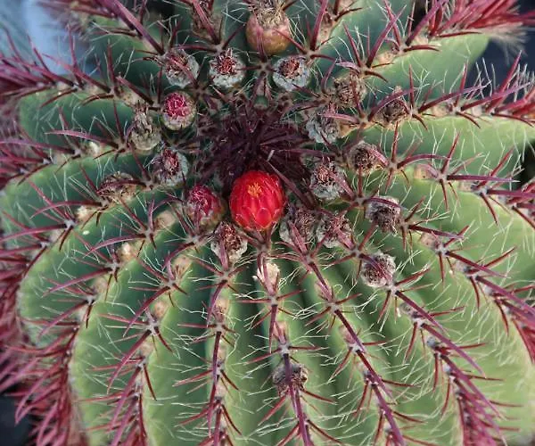 Casa Camella Villa Mácher